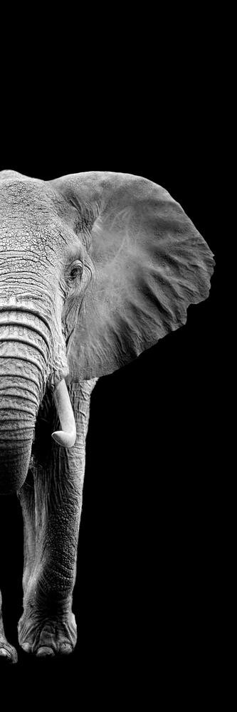 Elephant - Two Faces