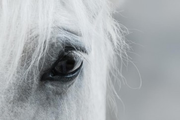 Horse - The Wanderer