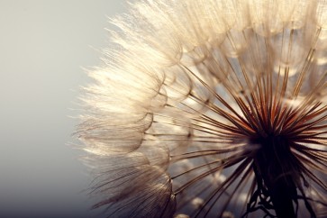 Torhild Adrijana - Dandelion Spotlight
