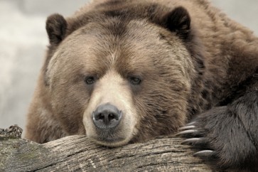 Bear - Confession