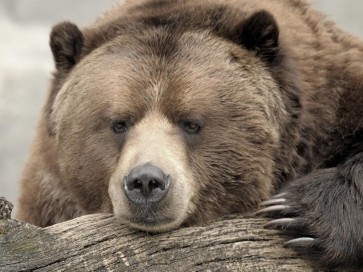 Bear - Confession