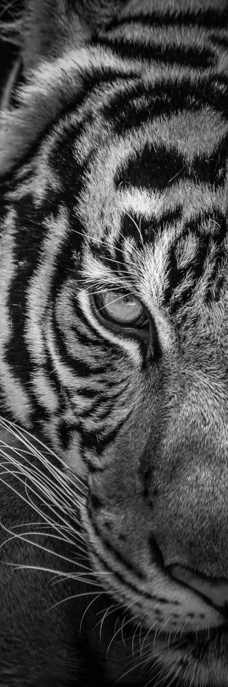 Tiger - Two Faces - Left