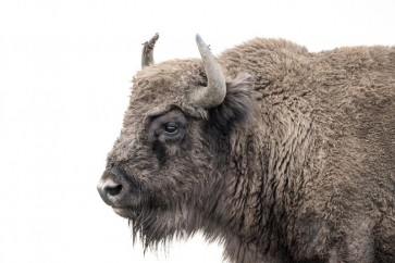 Bison - Lone and Peaceful I