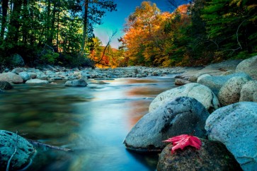 Renée Pehr - Forest River With Maple Leaf