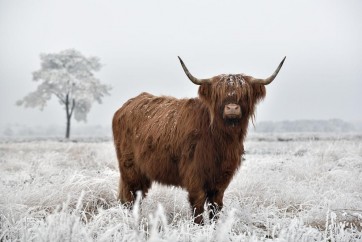 Cow - Frosty Irish Bovine II