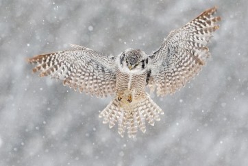 Owl - Flying - Winter Scene