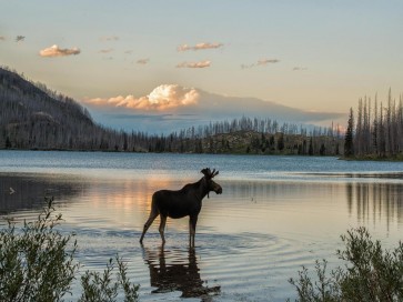 Moose - King of the Forest I