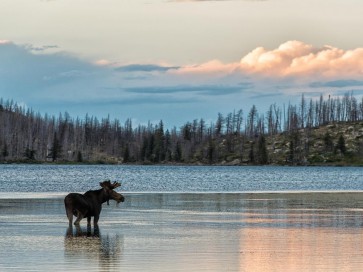 Moose - King of the Forest II