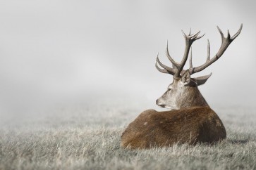 Caribou - Do Not Disturb