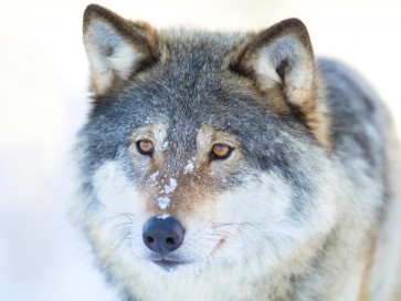 Wolf - Staring far Ahead