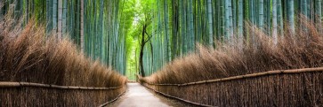 Tsunoi Masu - Japanese Bamboo Forest Bridge I
