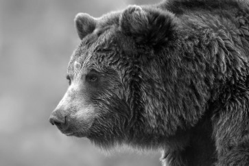 Bear - Winter Is Coming