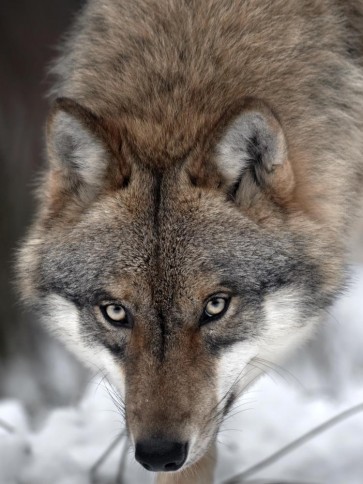 Wolf - Hungry Killing Machine
