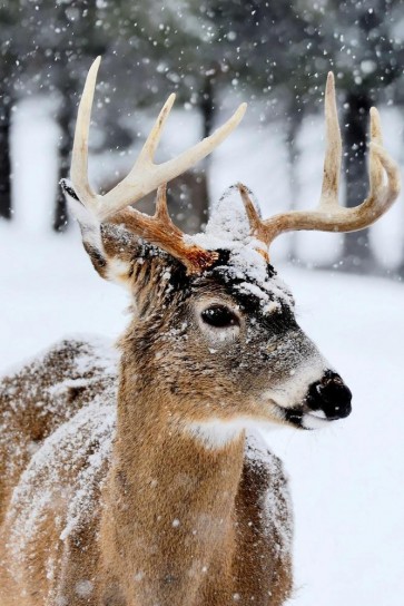 Deer - Virgina - Winter