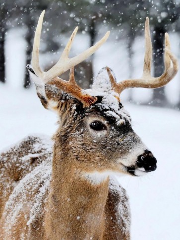 Deer - Virgina - Winter