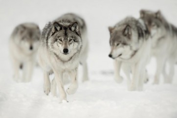 Wolf - Pack - Cool Hike