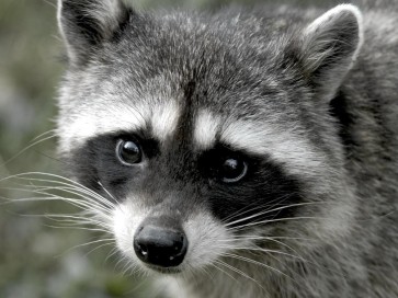 Racoon - Looking At You
