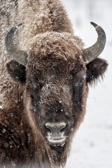 Bison - Lone and Peaceful II