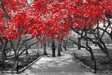 Bernardino Milano - Forest Path - That Walk At The Park