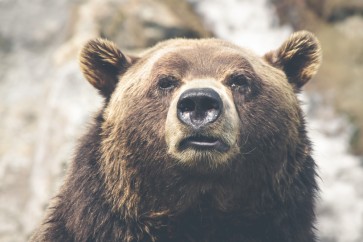 Bear - Just Woke Up
