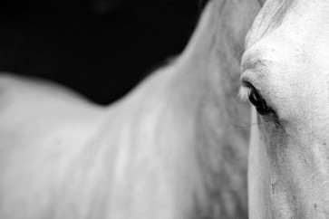 Horse - Mean Stare