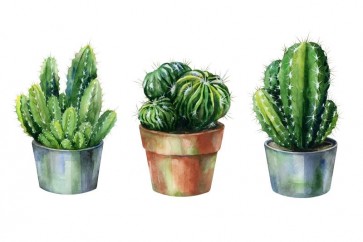 Succulent and cactus