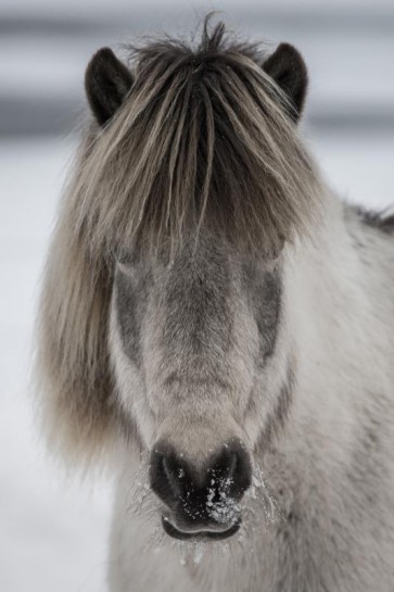 Horse - Cold Evening