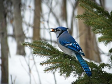 Bird - Blue Jay - Sitting On A Spruce
