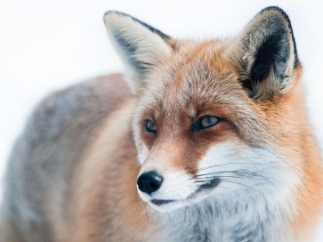 Fox - Cold Hunter
