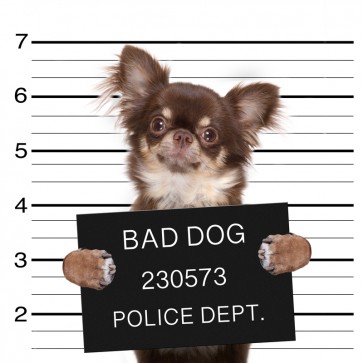 Pitou - Bad Dog II