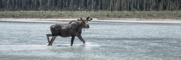 Moose - Bath is Cooler Than Expected