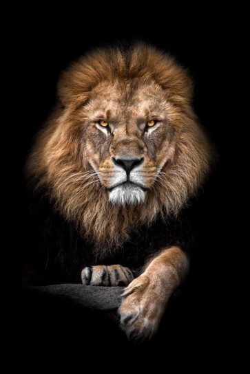 Lion - Out of the Dark