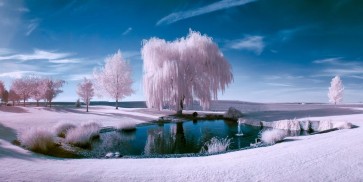 Karina Zampini - Trees Of The Broken Dreams