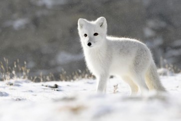 Fox - Wild Arctic Cub