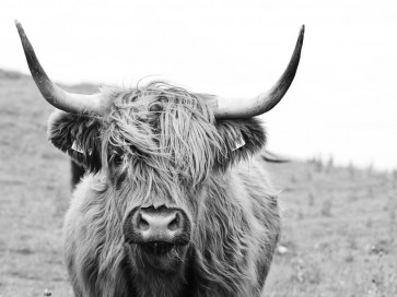 Cow - Irish Bovine on a Windy Day