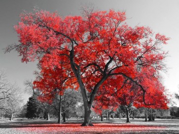 Karina Zampini - Lone Tree In Red II