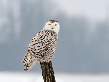 Owl - Sitting On Tree Trunk In Winter Scene