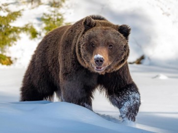 Bear - Having A Walk Through The Snow