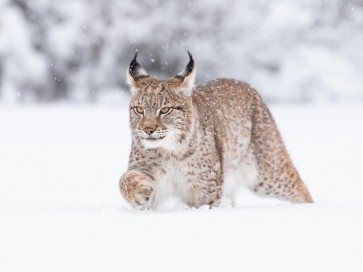 Lynx - Walking Through Snow