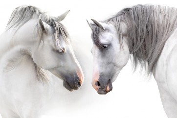 Horses - Flirt III