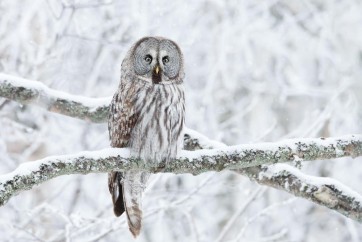 Owl - Sitting On Snowy Branch