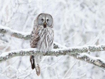 Owl - Sitting On Snowy Branch