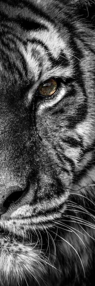 Tiger - Don't Make Me Roar - Two Faces