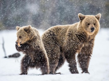 Bear - Mama And Son In Snow