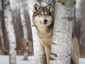 Wolf - Peeping Through Trees