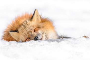 Fox - Nap time II