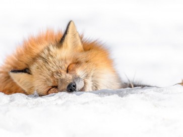 Fox - Nap time II
