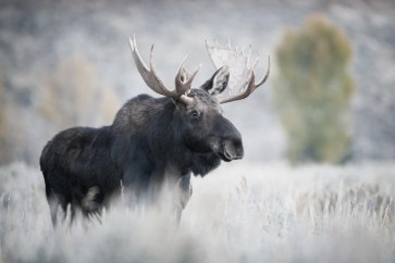 Moose - Ready to Face the Day