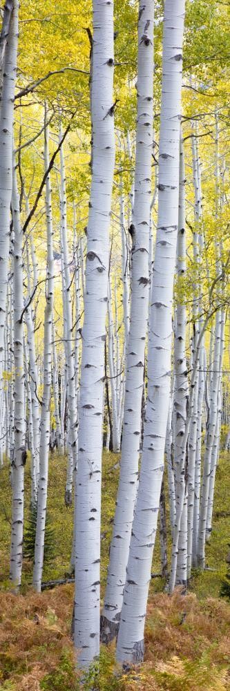 Frank Morse - Birches - Slim