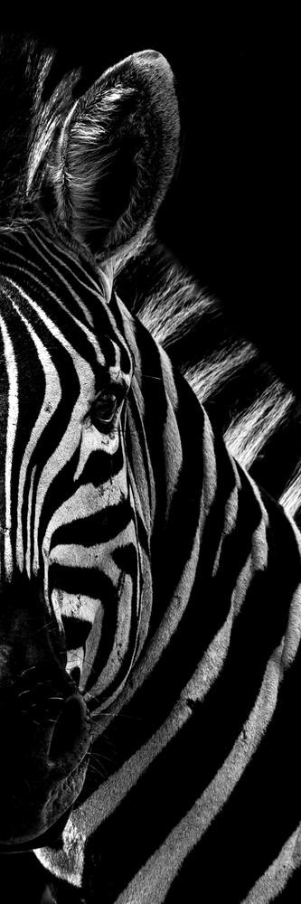 Zebra - Out of the Dark